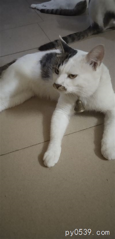 田園貓